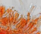 Hymenium: Basidien und Sporen