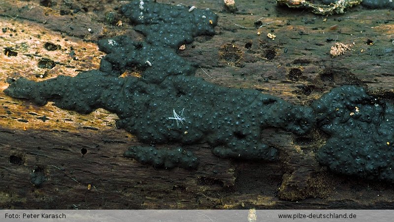 Verbreitung Nemania serpens (Pers.) Gray 1821