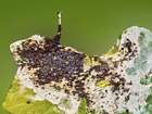 Habitus