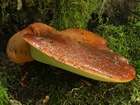 Habitus