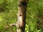 Habitus