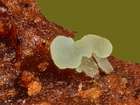 Habitus