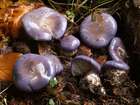 Habitus