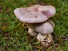 Habitus