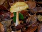 Habitus