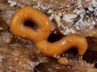 Habitus