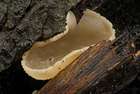 Habitus