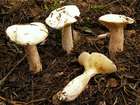Habitus