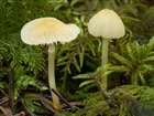 Habitus