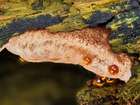 Habitus