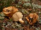 Habitus