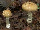 Habitus