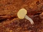 Habitus