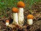 Habitus