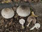 Habitus