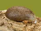Habitus