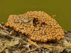 Habitus