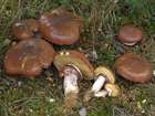 Habitus