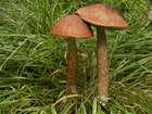 Habitus
