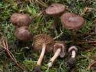Habitus