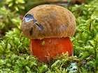 Habitus