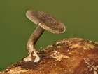 Habitus