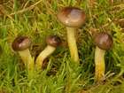 Habitus