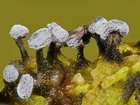 Habitus