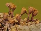 Habitus