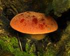 Habitus