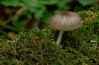 Habitus