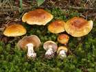 Habitus
