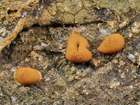 Habitus