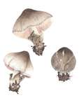 Habitus