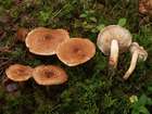Habitus