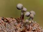 Habitus