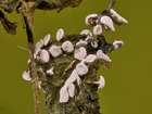 Habitus
