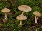 Habitus
