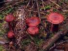 Habitus