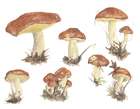 Habitus