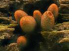 Habitus
