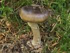 Habitus