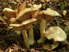 Habitus