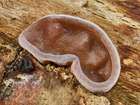 Habitus