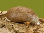 Habitus
