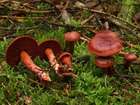 Habitus