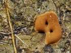 Habitus