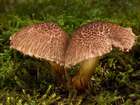 Habitus