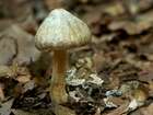 Habitus