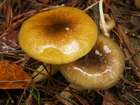 Habitus